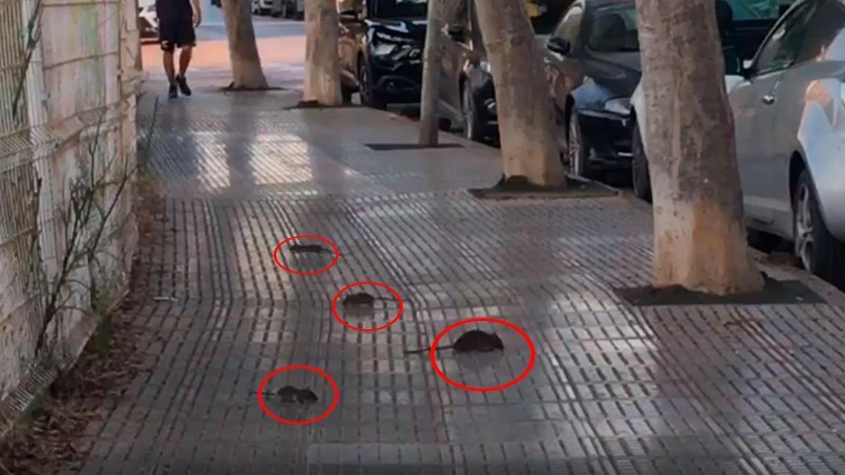 Así campan a sus anchas las ratas en Ibiza