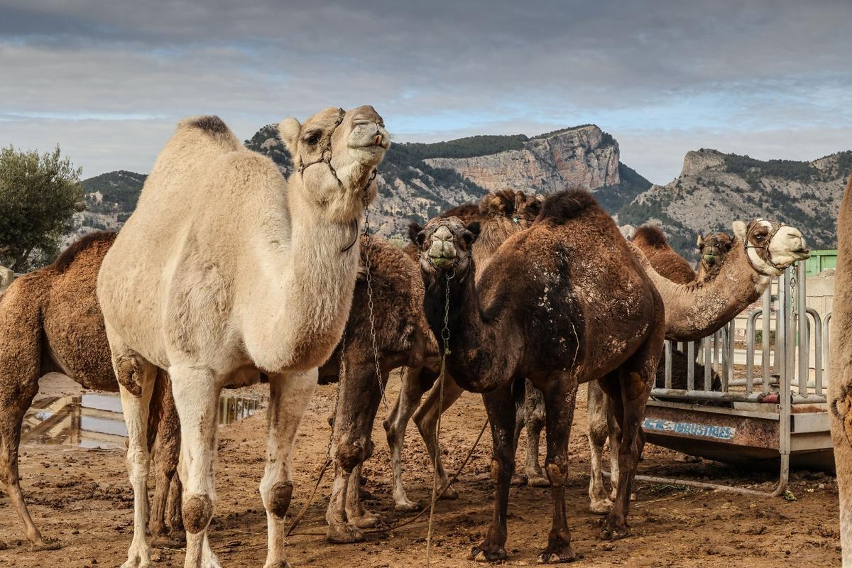 Los dromedarios ya están listos para trasladar a los Reyes Magos de Alcoy