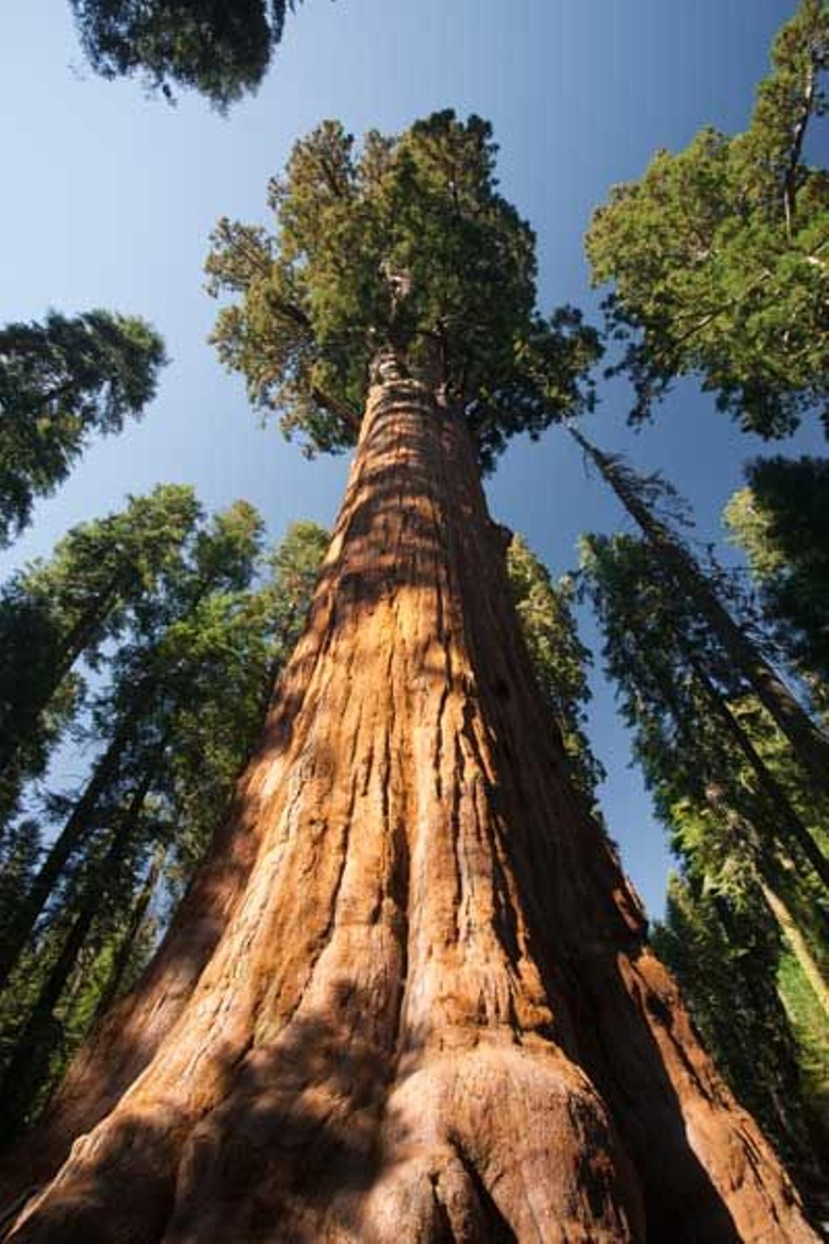 Secuoya "General Sherman", el árbol más grande del mundo.