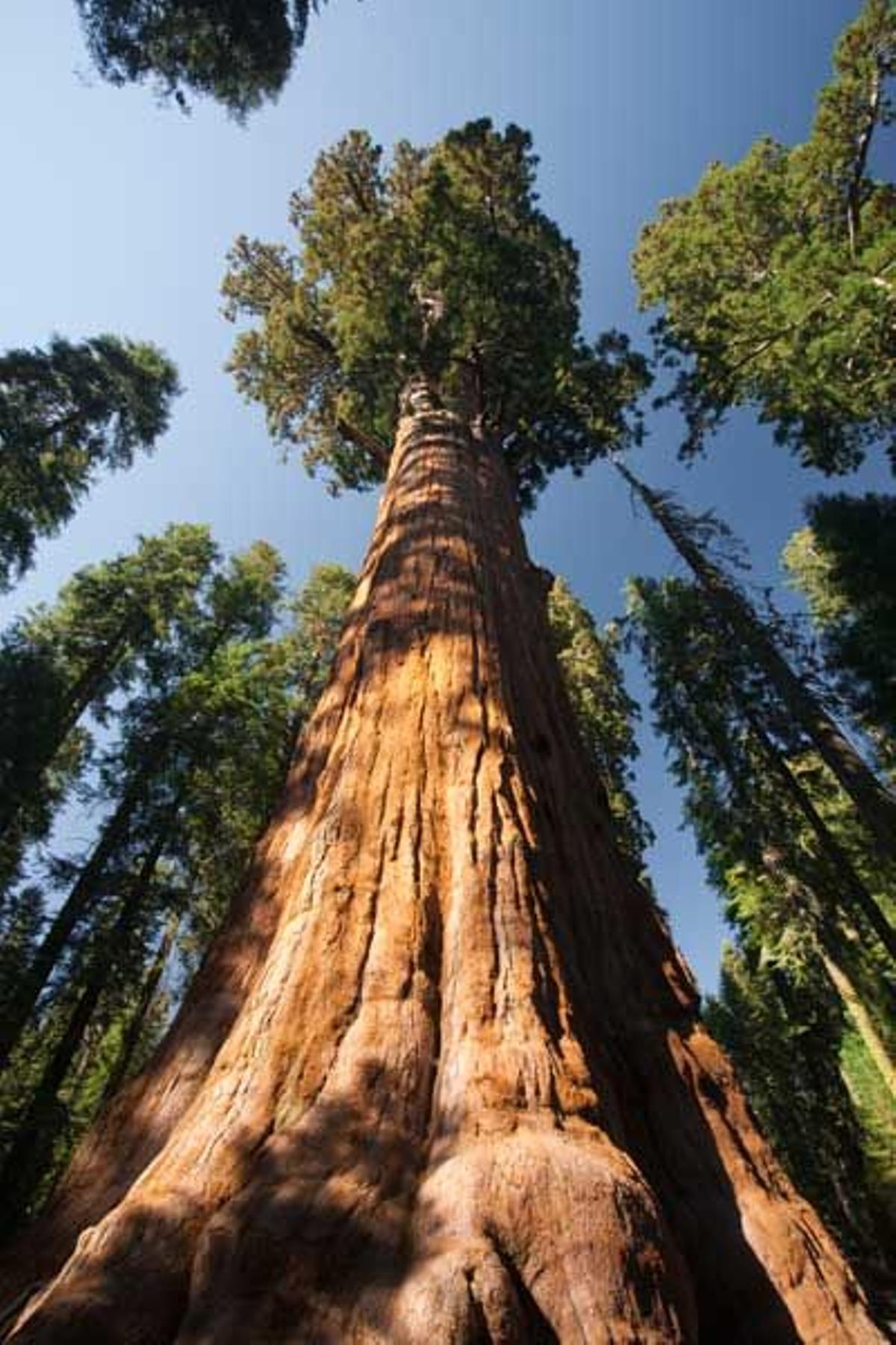 Secuoya &quot;General Sherman&quot;, el árbol más grande del mundo.