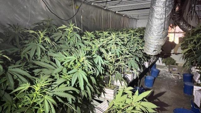 Plantación de marihuana en Sant Martí descubierta por Mossos.