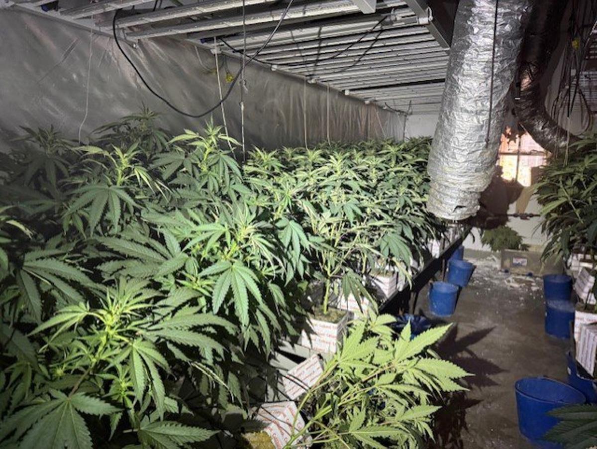 Plantación de marihuana en Sant Martí descubierta por Mossos