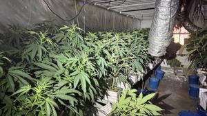 Plantación de marihuana en Sant Martí descubierta por Mossos