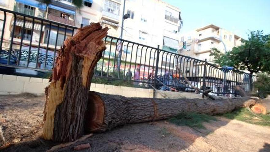 La rama de una casuarina que cayó en el parque de Las Trescientas.