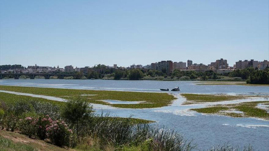 La CHG asegura que se continúa retirando nenúfar mexicano del río