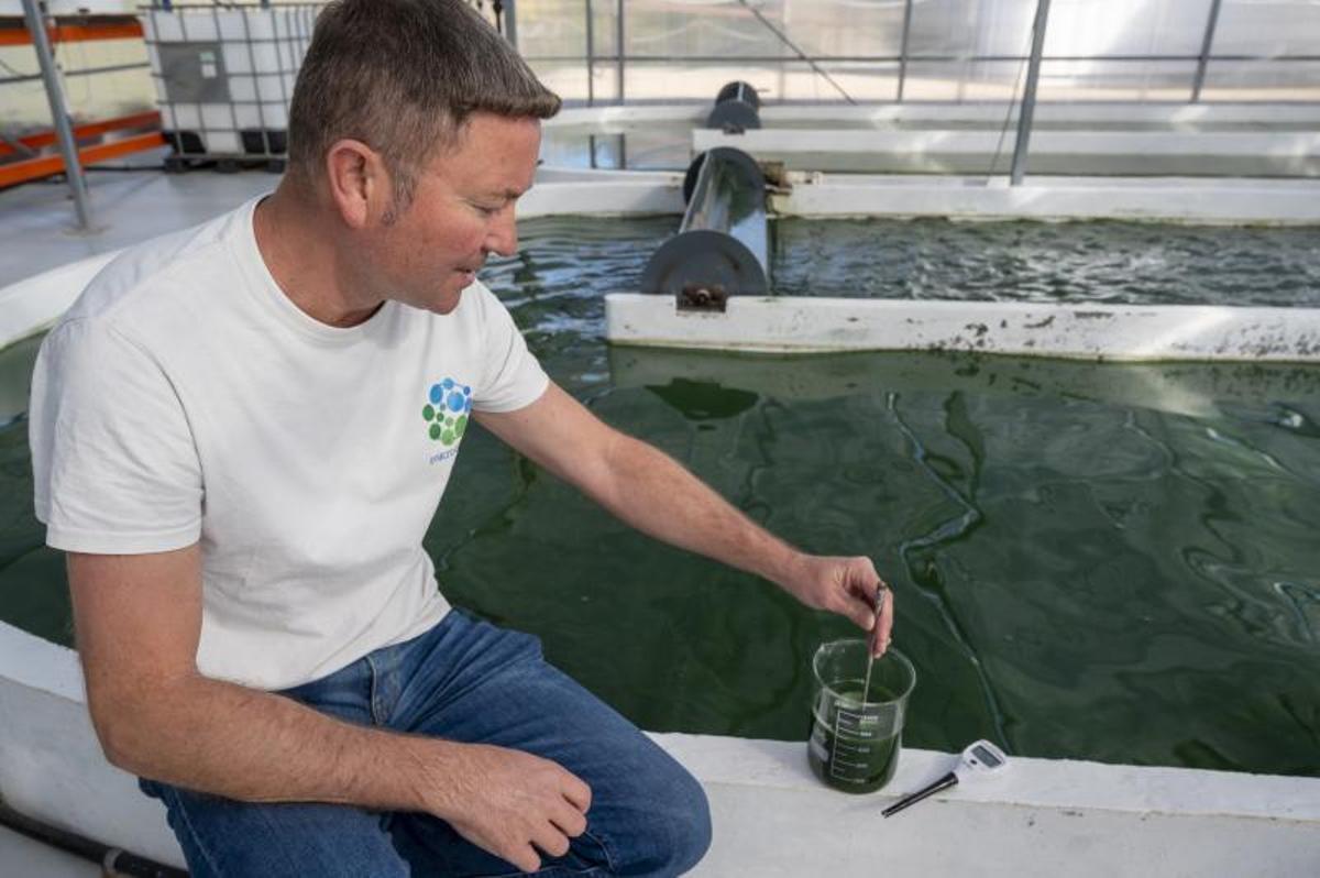 Microalgae Lab, la primera empresa en iniciarse en el cultivo de algas en Catalunya, cultiva espirulina en Tarragona