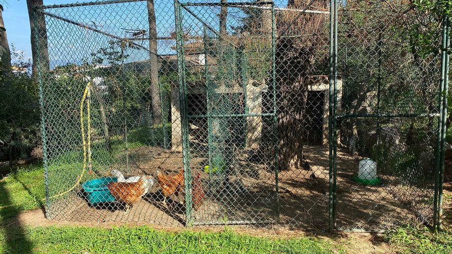 Una veïna vol que Girona consideri les seves gallines animals de companyia