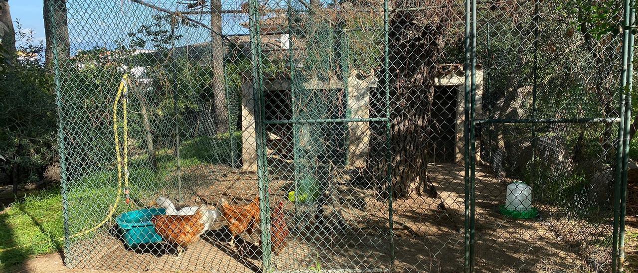 La gàbia amb les tres gallines i l’ànega.