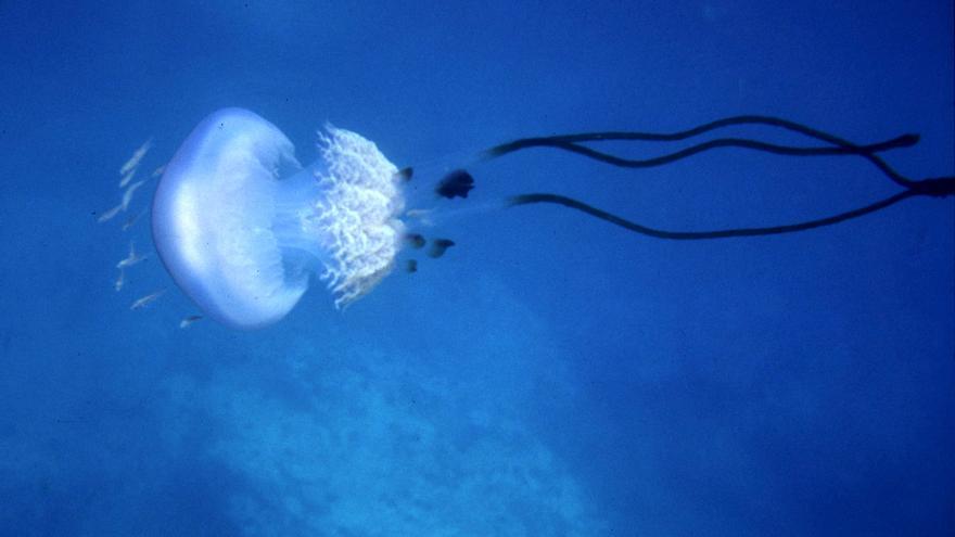 ¿Cómo aliviar la picadura de una medusa?