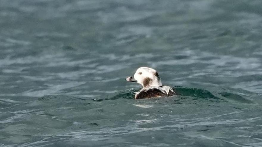 En vuelo desde Groenlandia o Rusia hacia las Rías Baixas