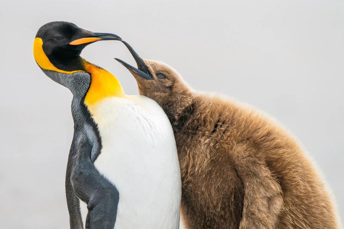 Pingüinos en las islas Malvinas