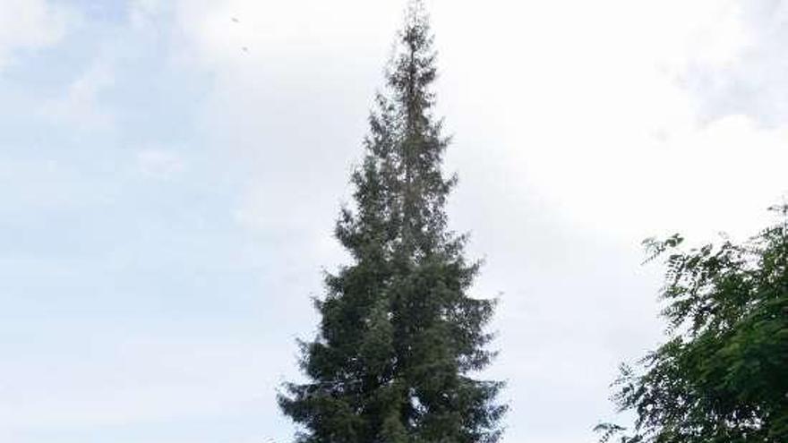 Copa dañada de un árbol del parque de Loriga lalinense