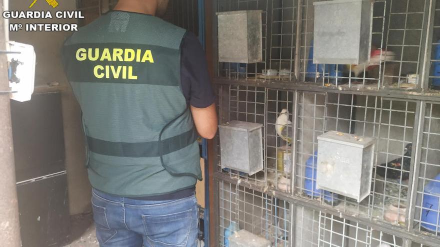 El robo de valiosos palomos deportivos se cobra otros  14 detenidos en la Ribera