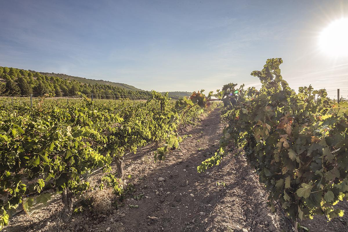 Viñedos de la bodega Matarromera