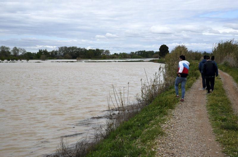 Impresionantes imágenes de la crecida del rio en Gelsa, Pinta y Quinto de Ebro