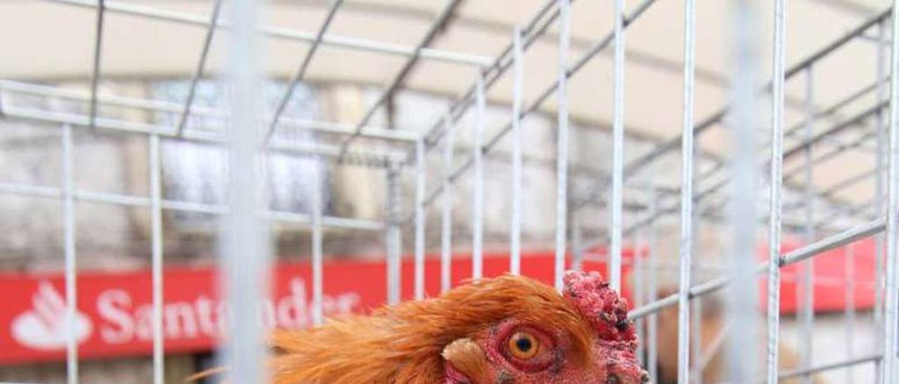 Un ejemplar de gallo de corral en la feria cruceña. // Bernabé/Gutier