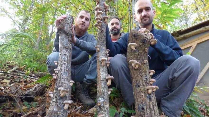 Los tres socios de Funginatur, Gerard Nierga, Leandro Meléndez y Macario Iglesias, en las instalaciones de la empresa en Cabranes.