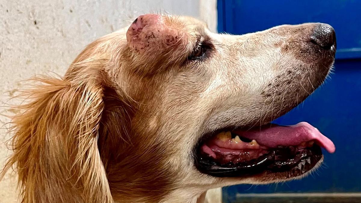 Rex, el perro que busca un hogar en Cáceres.