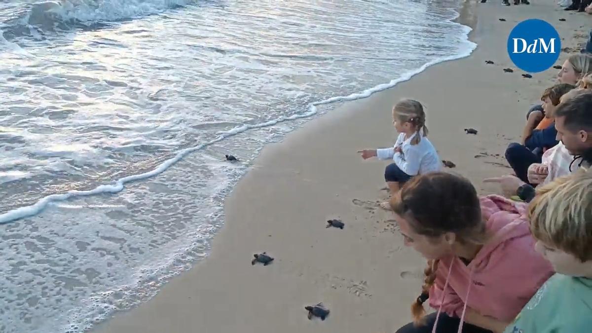 Babyschildkröten an Palmas Stadtstrand freigelassen