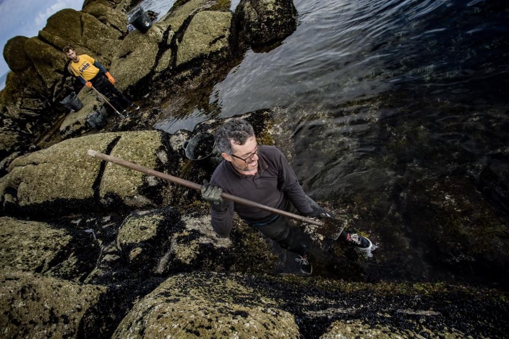 Así recolectan mejilla los bateeiros de Arousa