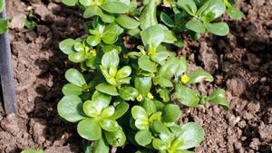 Se trata de un vegetal muy fácil de plantar y de mantener con grandes beneficios para la salud