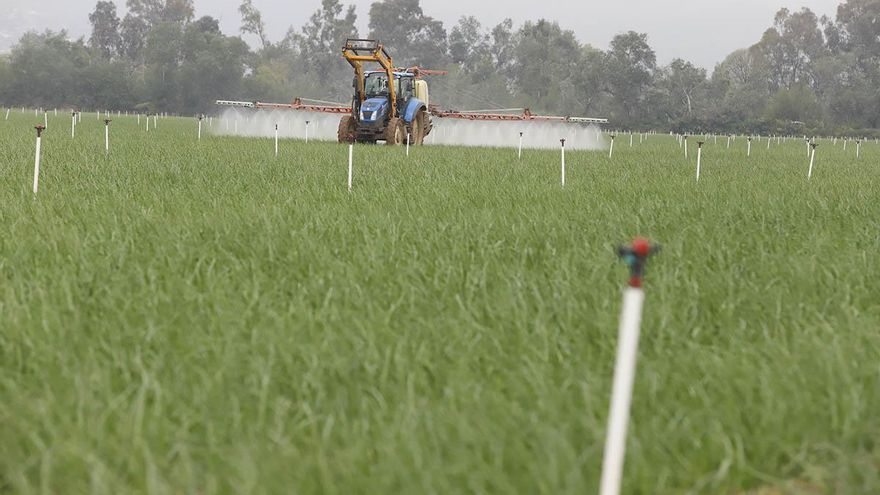 Las precipitaciones alimentan el optimismo en el campo cordobés