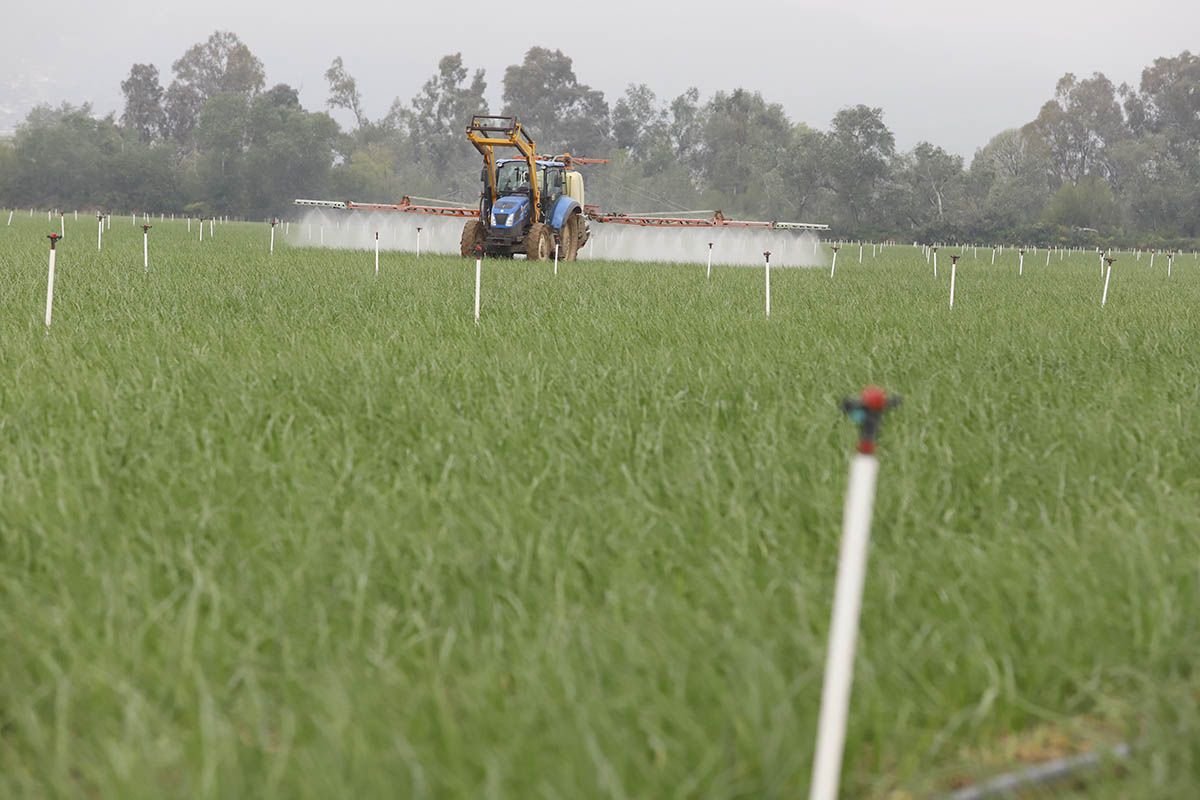 Los efectos de la borrasca Nelson en el campo cordobés.