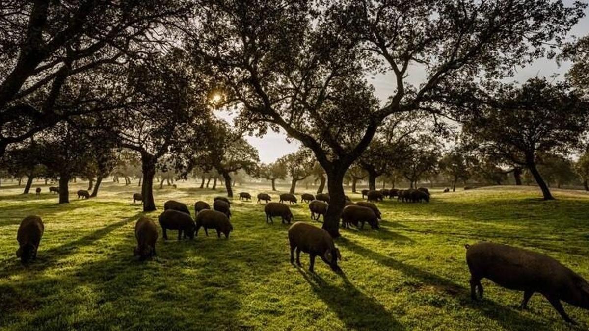 Ganado porcino se alimenta en un encinar.