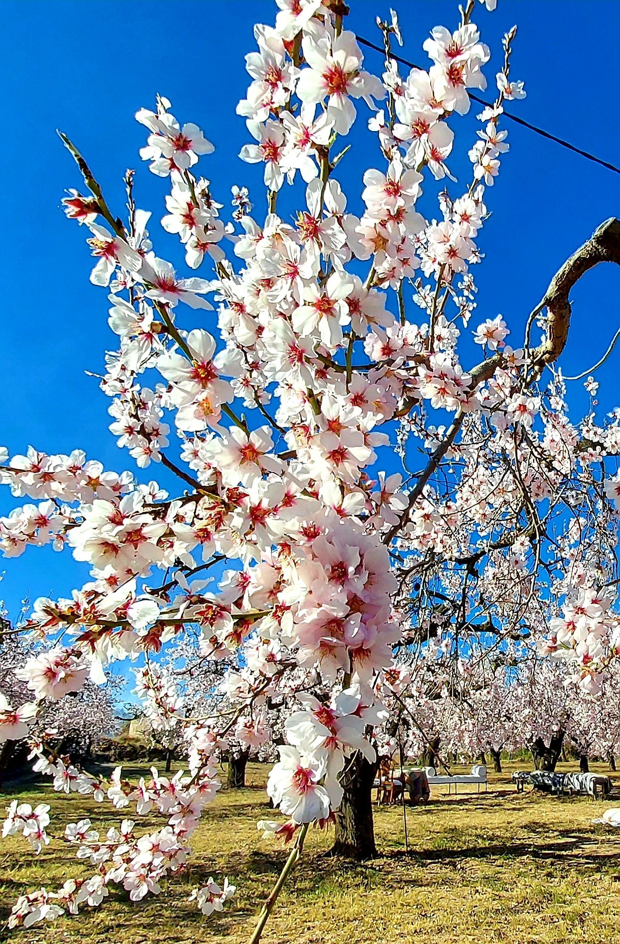 Imágenes de almendros en Albocàsser