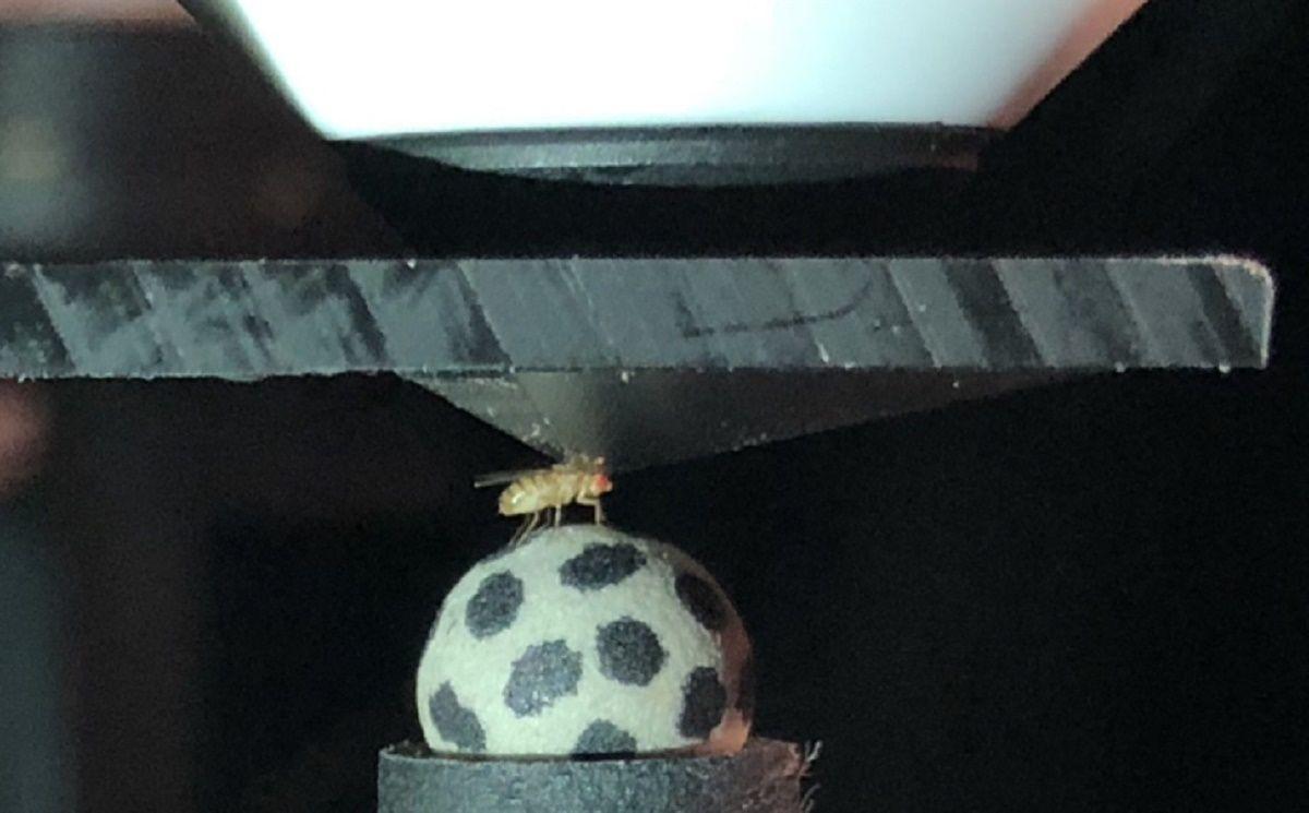 Los científicos pueden obtener imágenes del cerebro de las moscas para estudiar cómo navegan. Aquí, una mosca camina dentro de una arena ilusoria creada por realidad virtual, que hace que el insecto se sienta como si estuviera viajando en varias direcciones.