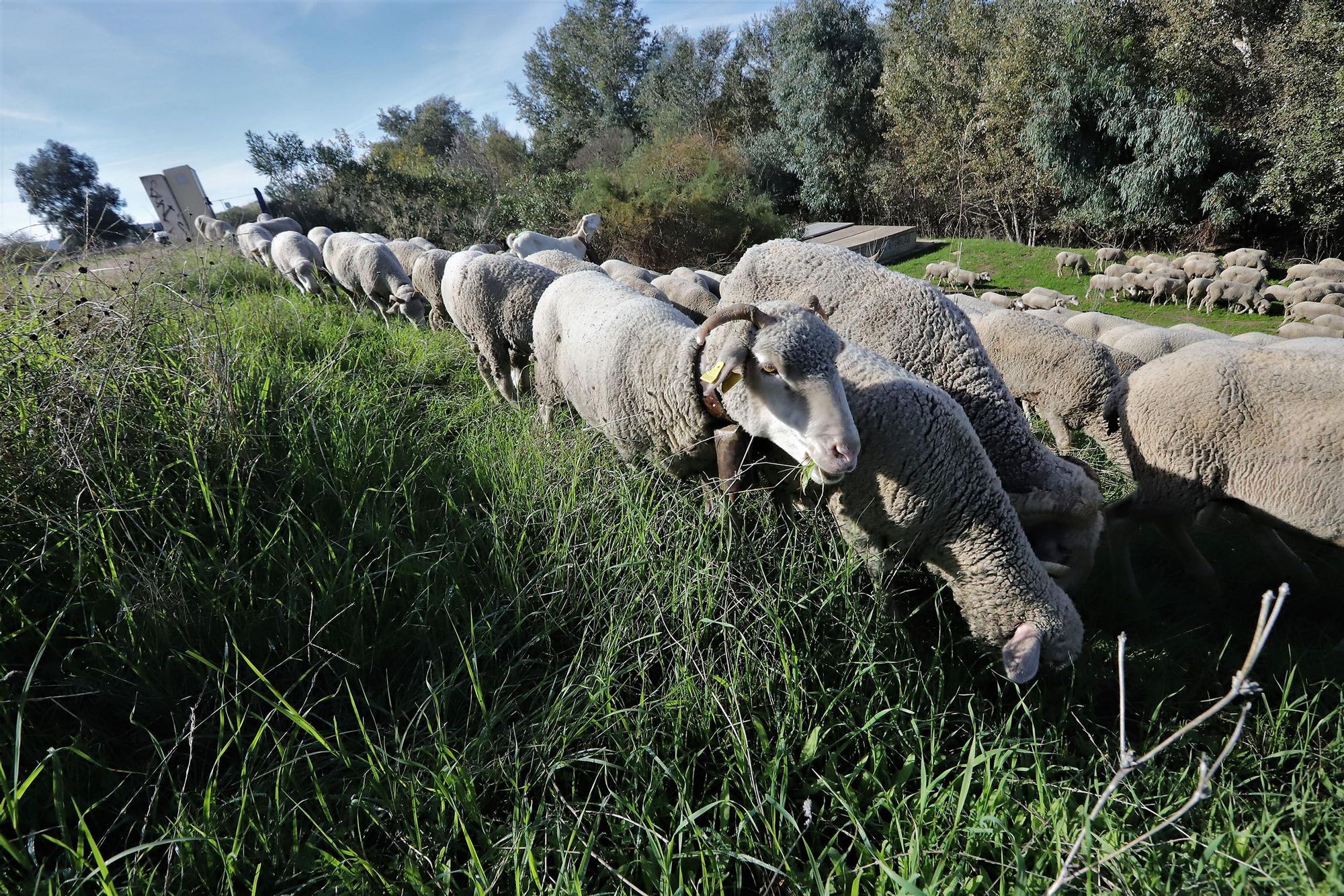 Trashumancia: Un rebaño de ovejas por la Calahorra