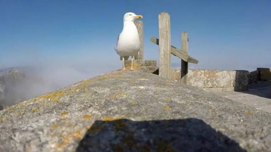 Una gaviota roba una GoPro y graba las islas Cíes