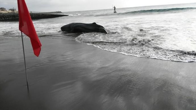 Un cachalote aparece muerto en la playa de Melenara