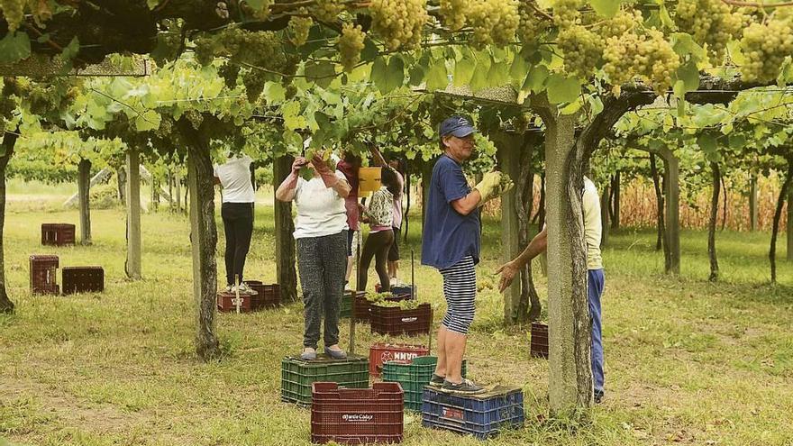 Labores de vendimia en diferentes viñedos de la parroquia de Baión y Vilanova de Arousa. // Noé Parga