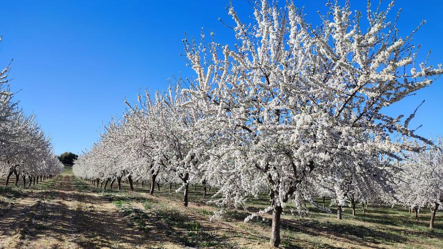 GALERÍA | Almendros en flor en Zamora: colores de primavera