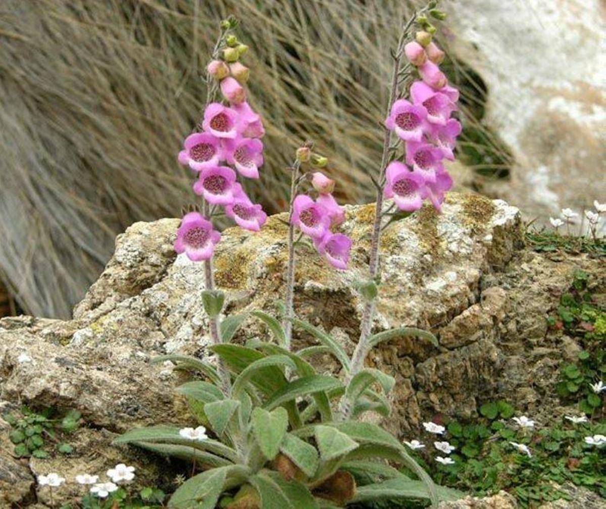 Der Balearen-Fingerhut.