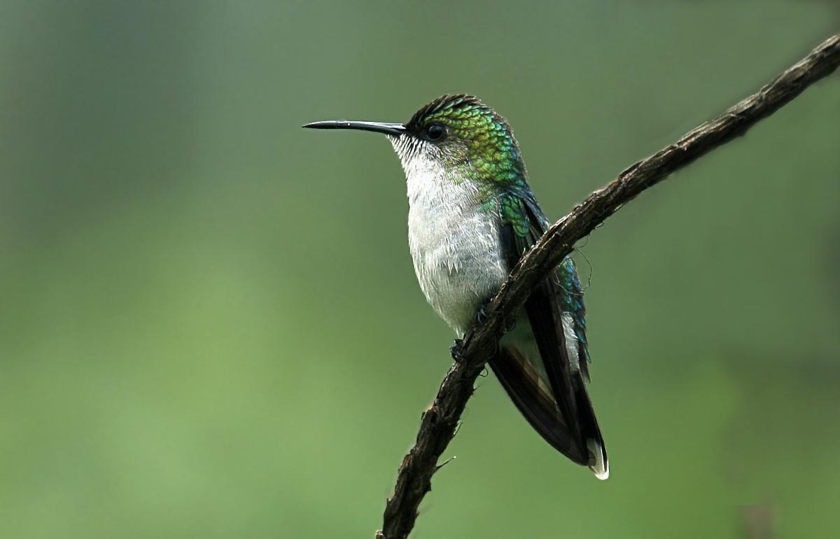 Hembra adulta de zafiro golondrina.