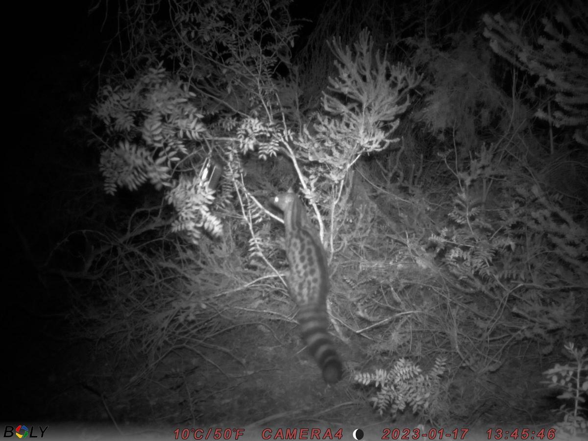 Alumnos de Can Marines captan imágenes de una gineta en los bosques del norte de Ibiza