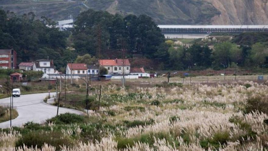 Polígono de Maqua, ocupado ahora por plantas invasoras.