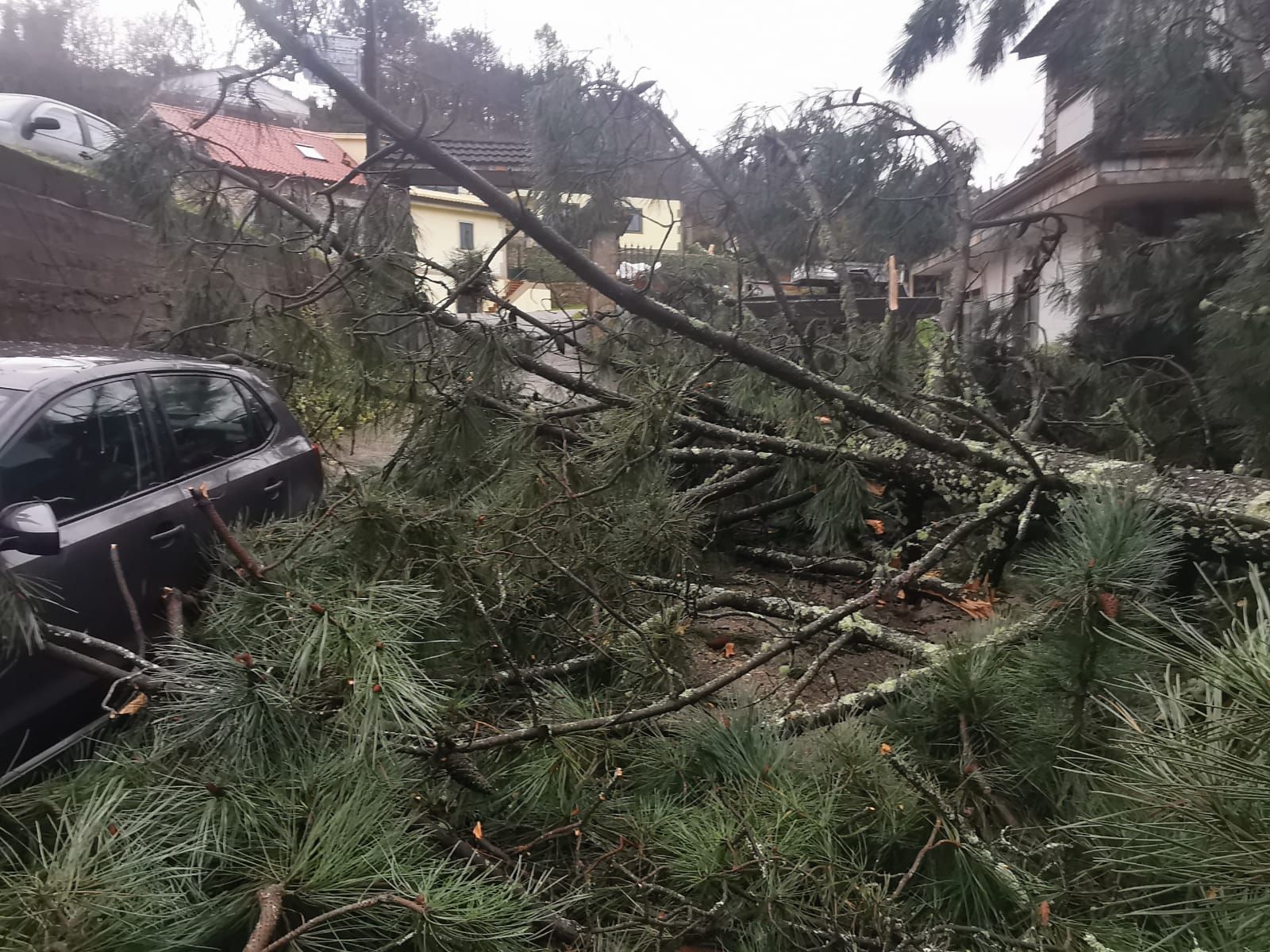 La borrasca Hortense tira un enorme pino sobre una vivienda en Redondela