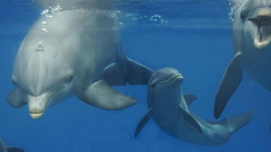 Nace un nuevo delfín en el Oceanogràfic