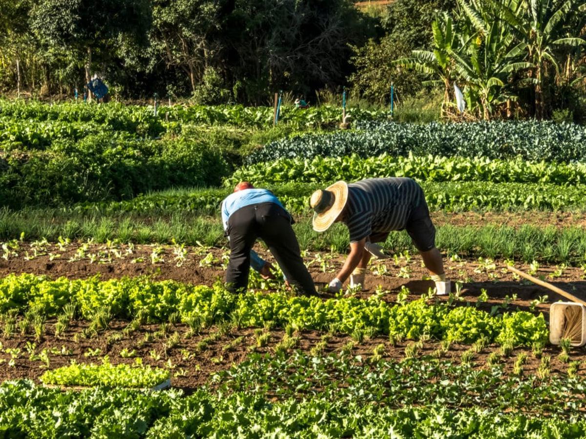 Recolección agrícola bajo el sol