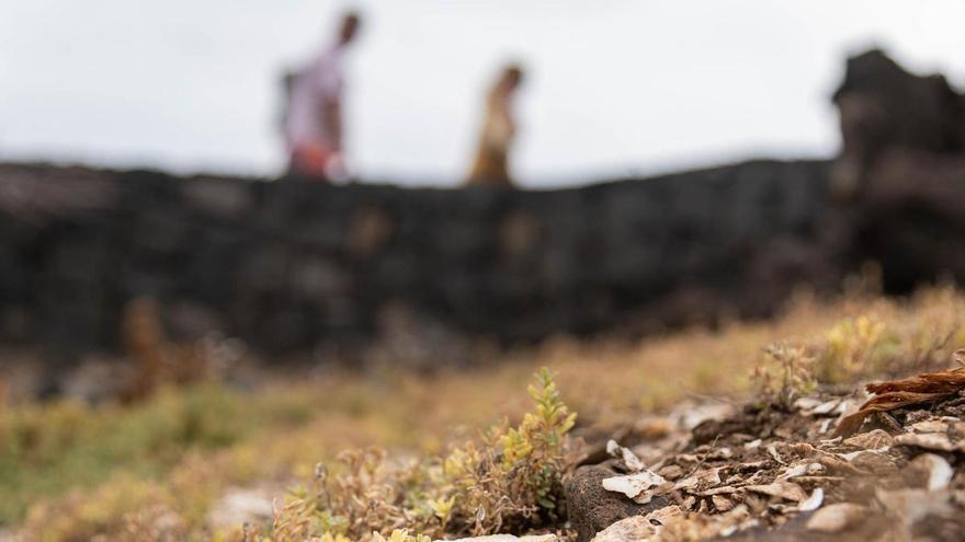 Study Reveals Ancient Guanches Practiced Sustainable Coastal Harvesting in Tenerife