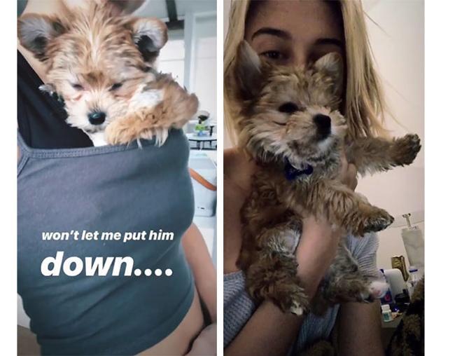 Hailey Baldwin con el nuevo perro de la pareja