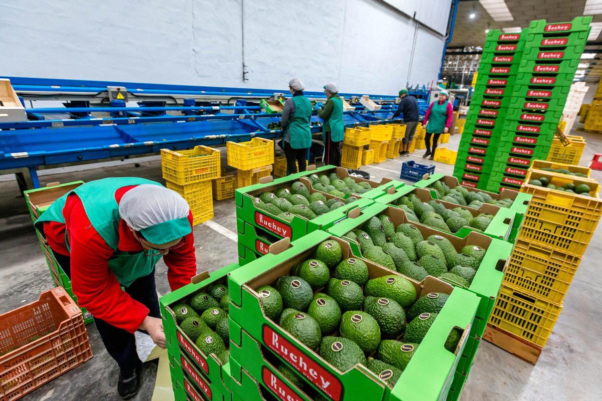Proceso de selección y clasificación de aguacates en las instalaciones de la cooperativa de Callosa d’En Sarrià.
