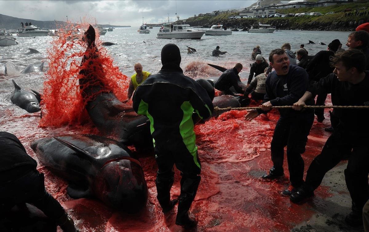 Pescadores participando en la pesca controlada de ballenas piloto en las Islas Feroe.