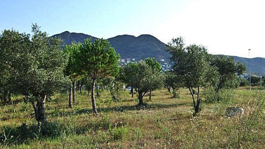 Camp d&#039;oliveres de Roses, en una imatge d&#039;arxiu de l&#039;any 2015