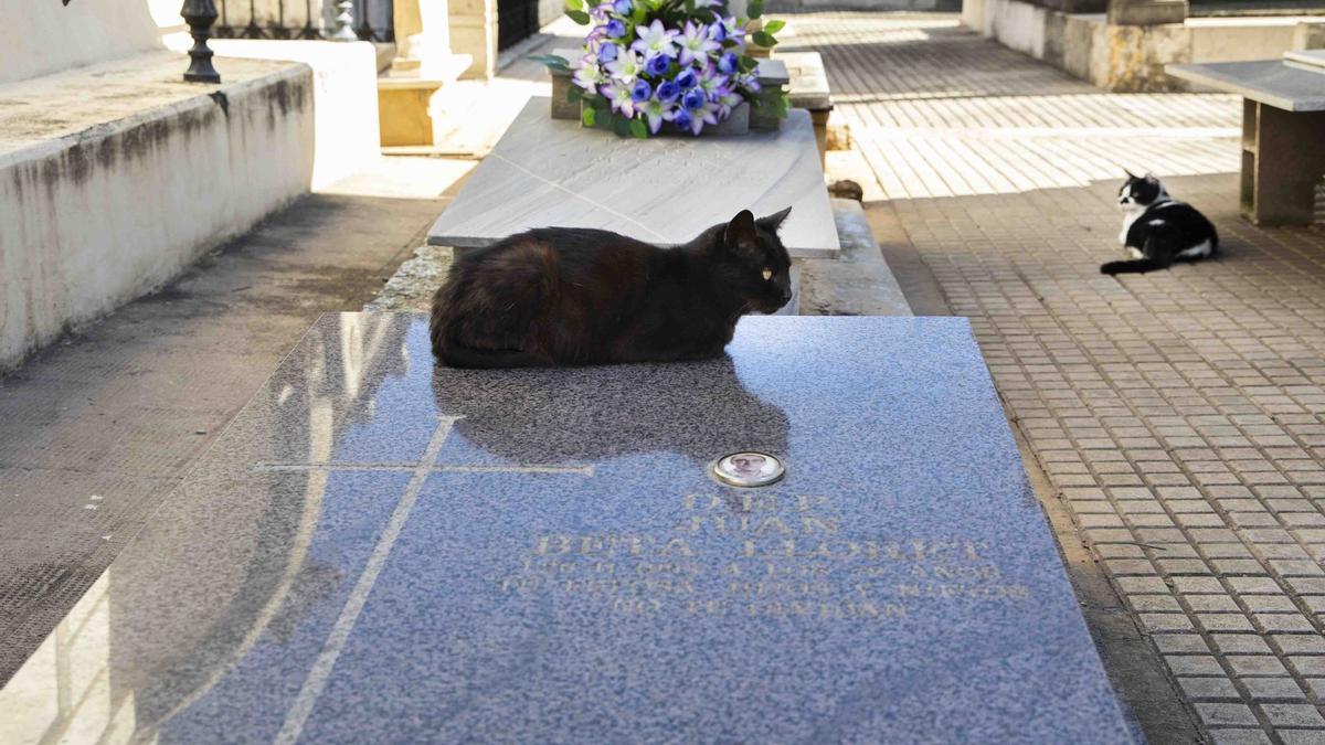 Es muy habitual la presencia de gatos en cementerios. En la imagen, dos felinos en el Cementerio General de València.