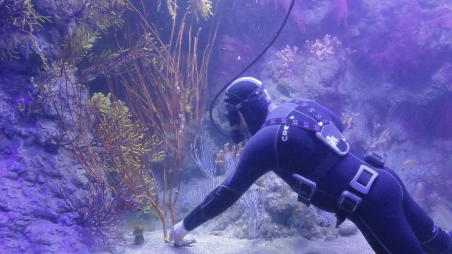 Els secrets de la cura d’aquaris i corals de l’Oceanogràfic, al descobert