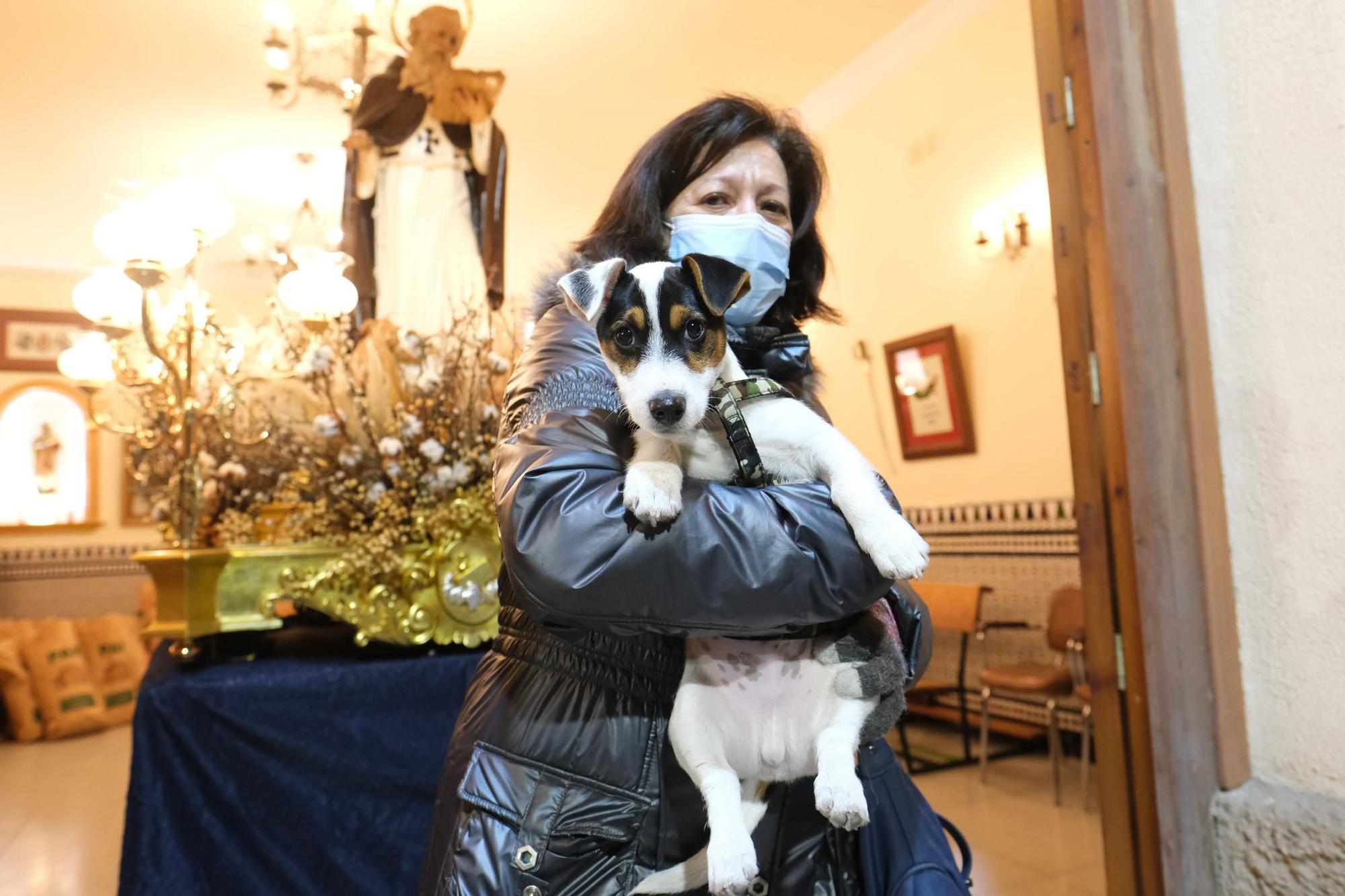 Los eldenses festejan a San Antón, patrón de los Moros y Cristianos, con las típicas vueltas a la hoguera, la bendición de animales, las tradicionales danzas y el reparto del pan